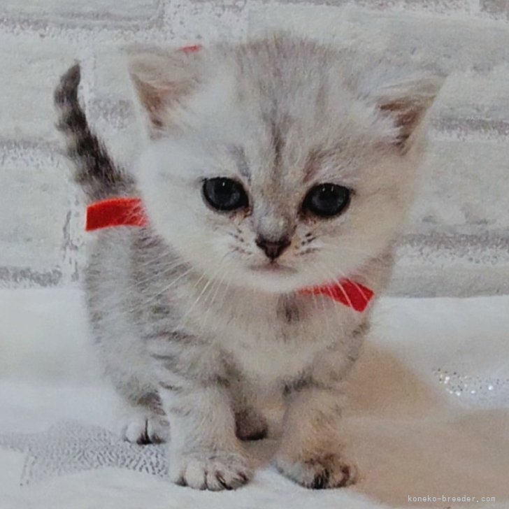 イギリス製デコパージュ　上から貴方を覗き込む可愛い猫ちゃん！ イギリス製デコパージュ 覗き込む可愛い猫ちゃん！ - メルカリ