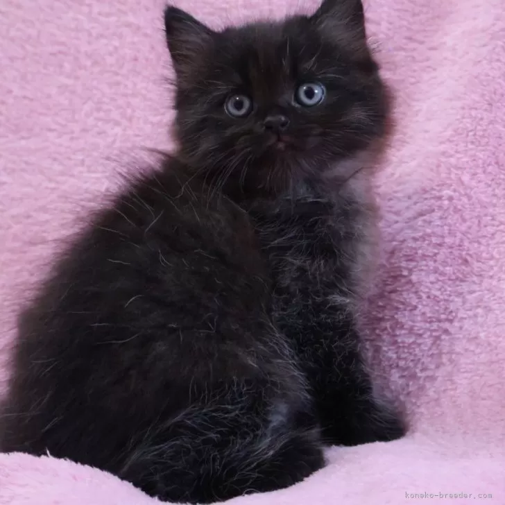 ID：2505-02814の子猫