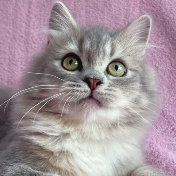 ID：2411-01629の子猫