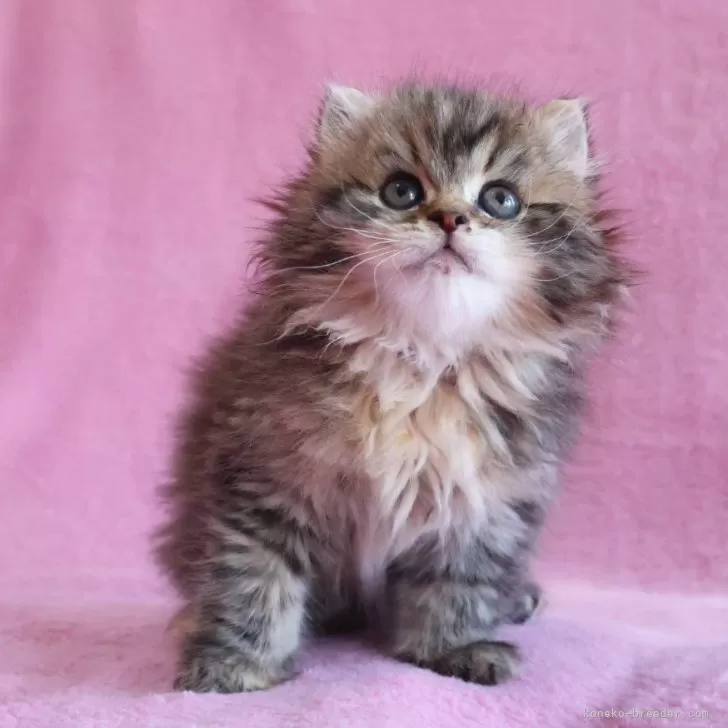 ID：2503-02239の子猫