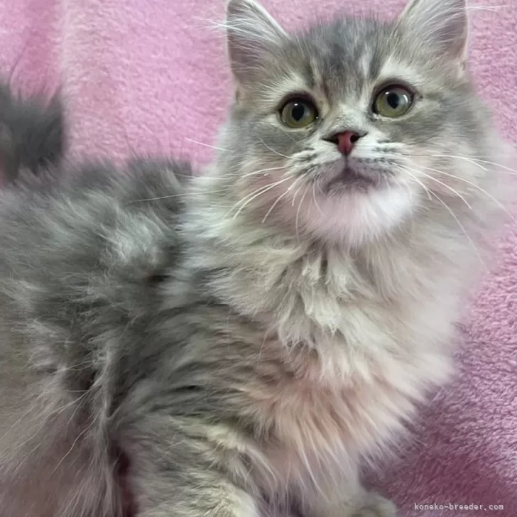 サイベリアン【神奈川県・女の子・2024年9月30日・ブルータビー&amp;ホワイト】の写真1