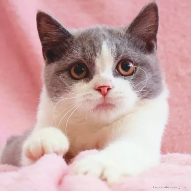 ID：2508-01243の子猫