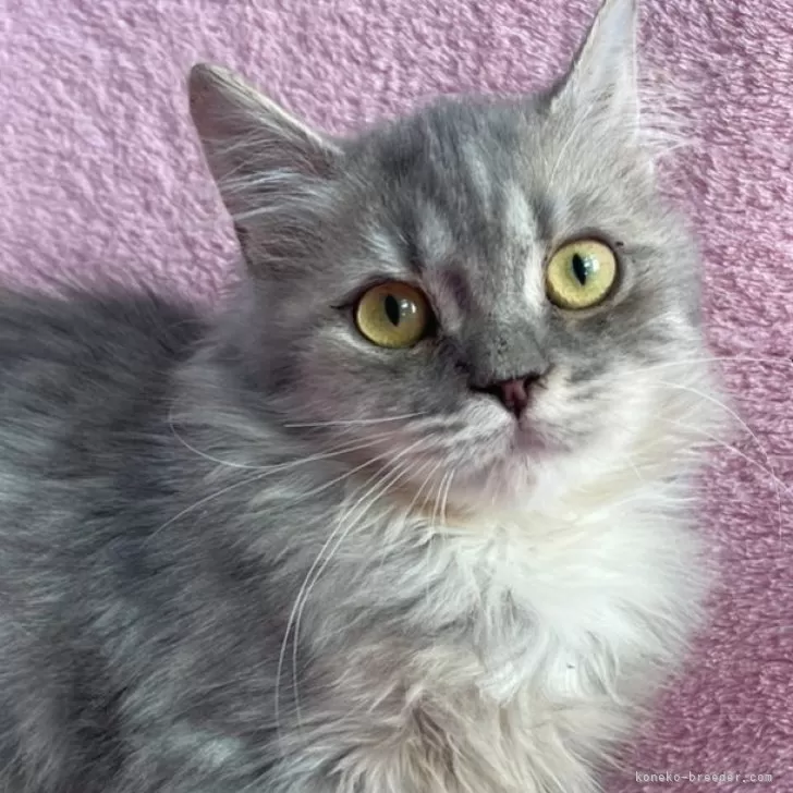 ID：2411-01626の子猫