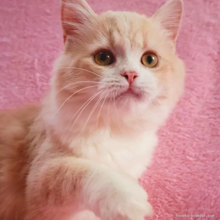 ID：2509-02160の子猫