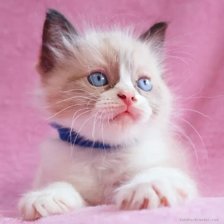 ID：2603-02208の子猫