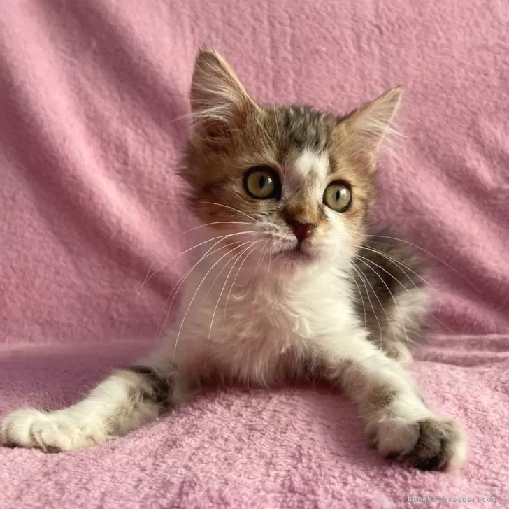 ID:2412-02658の子猫