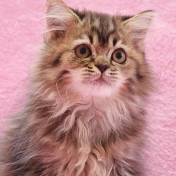 サイベリアン【神奈川県・男の子・2025年8月12日・ブラウンタビー&ホワイト】の写真「もふもふ&まんまるで可愛いです♪」