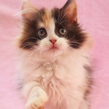 サイベリアン【神奈川県・女の子・2025年8月7日・キャリコ】の写真「もふもふずんぐり可愛い4きょうだい♪」