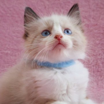 ラグドール【神奈川県・男の子・2025年4月15日・シールポイントバイカラー】の写真「かわいい4きょうだい♪」