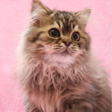 サイベリアン【神奈川県・男の子・2025年8月12日・ブラウンタビー&ホワイト】の写真「ふわふわモコモコ♪」