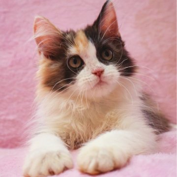 サイベリアン【神奈川県・女の子・2025年8月6日・キャリコ】の写真「もふもふずんぐり可愛いサイベちゃん♪」