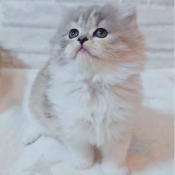 スコティッシュフォールド(立ち耳)【神奈川県・女の子・2025年10月21日・ダイリュートキャリコ】の写真「かわいい2きょうだい♪」