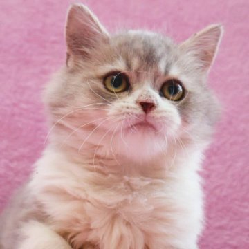 サイベリアン【神奈川県・男の子・2025年7月13日・ブルータビー&ホワイト】の写真「遊び好きで元気なサイベリアン兄弟♪」