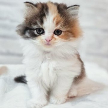 スコティッシュフォールド(立ち耳)【神奈川県・女の子・2025年10月21日・キャリコ】の写真「かわいい2きょうだい♪」