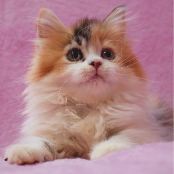 サイベリアン【神奈川県・女の子・2025年8月7日・キャリコ】の写真「もふもふずんぐり可愛い4きょうだい♪」