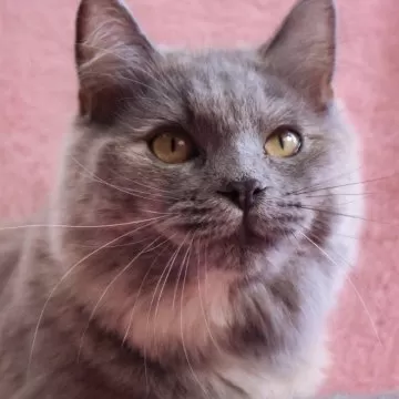 [のらねこ]grancy ma-1 Sサイズ　最安値 のらねこ]grancy ma-1 Sサイズ 最安値 2025年最新】グランシー