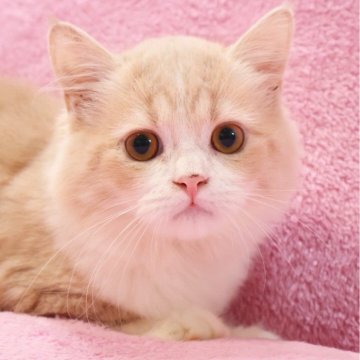 サイベリアン【神奈川県・男の子・2025年7月13日・クリーム&ホワイト】の写真「遊び好きで元気なサイベリアン兄弟♪」