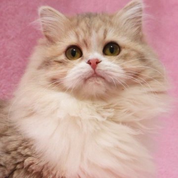 サイベリアン【神奈川県・女の子・2025年6月30日・ブルークリーム】の写真「超フワモコで淡く優しい毛色の女の子♪」