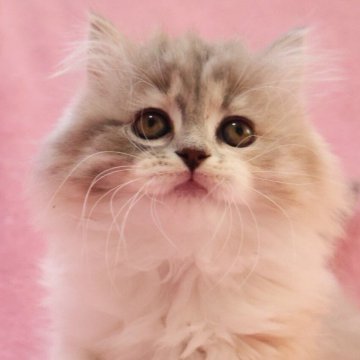 スコティッシュフォールド(立ち耳)【神奈川県・女の子・2025年10月21日・ダイリュートキャリコ】の写真「立ち耳スコのおっとり美人さん♪」