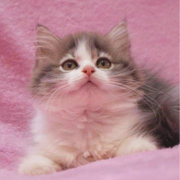 サイベリアン【神奈川県・女の子・2025年10月19日・ブルー&ホワイト】の写真「まんまるでフワフワ♪可愛らしいブルー系女の子♪」