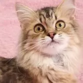 サイベリアン
