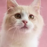 サイベリアン【神奈川県・男の子・2025年4月11日・クリームタビー&ホワイト】の写真1