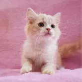 サイベリアン