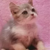 サイベリアン