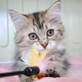 サイベリアン
