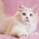 サイベリアン