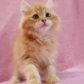 サイベリアン