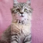 サイベリアン