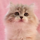 スコティッシュフォールド(立ち耳)