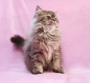 サイベリアン【神奈川県・男の子・2025年8月12日・ブラウンタビー&ホワイト】の写真10