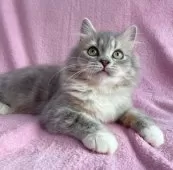 ミヌエット(長足)【神奈川県・男の子・2024年9月11日・ブルータビー&ホワイト】の写真4