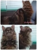 サイベリアン【神奈川県・男の子・2025年6月10日・ブラウンタビー&ホワイト】の写真13「グレちゃんママ😸身体が大きくて立派です✨性格は、とても優しくておっとりしています」