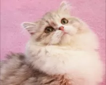 サイベリアン【神奈川県・女の子・2025年6月30日・ブルークリーム】の写真2