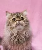 サイベリアン【神奈川県・男の子・2025年8月12日・ブラウンタビー&ホワイト】の写真8