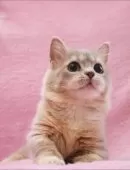 ミヌエット(短足)【神奈川県・女の子・2025年6月19日・ブルークリーム】の写真6