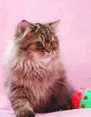 サイベリアン【神奈川県・男の子・2025年8月12日・ブラウンタビー&ホワイト】の写真2