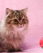 サイベリアン【神奈川県・男の子・2025年8月12日・ブラウンタビー&ホワイト】の写真7