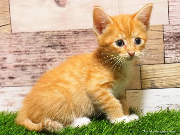 ID:2112-00852の子猫