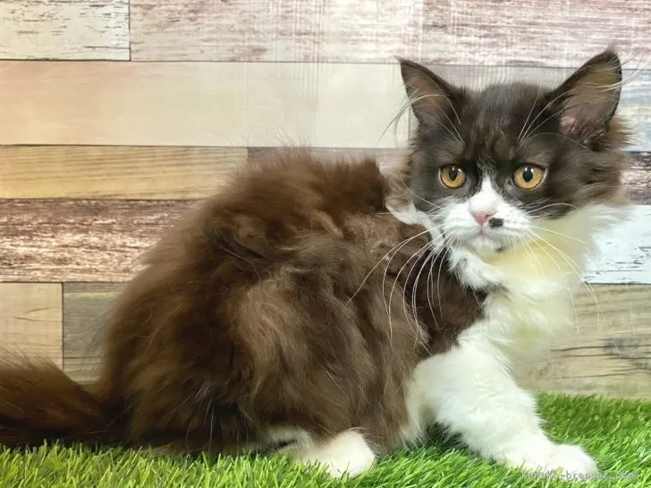 ID:2104-01603の子猫