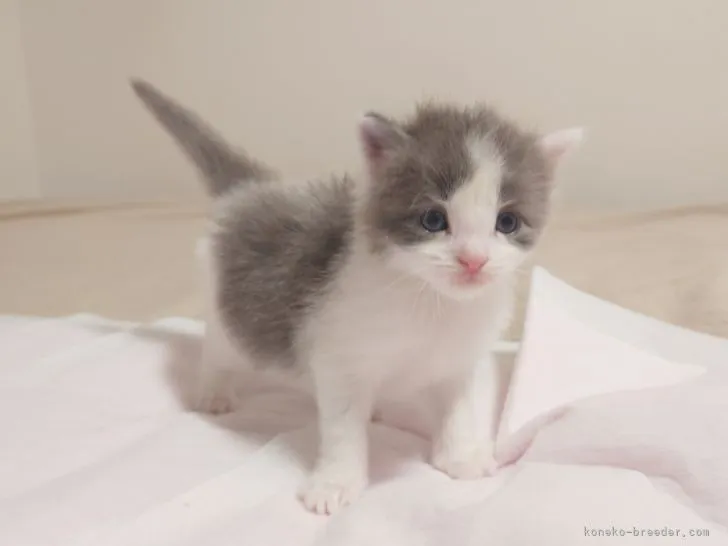 ID:2104-01604の子猫