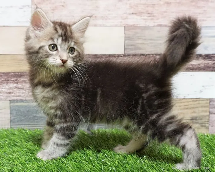 ID:2109-02471の子猫