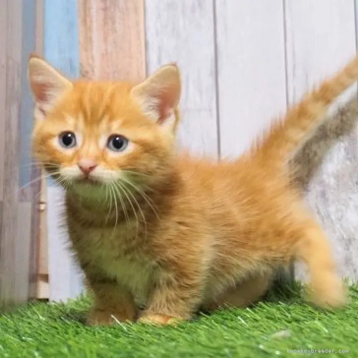 ID：2307-00929の子猫
