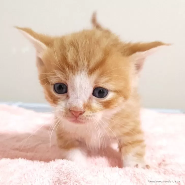 K.A 様のお迎えした子猫