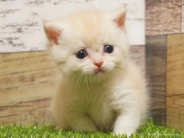 ID：2108-02558の子猫