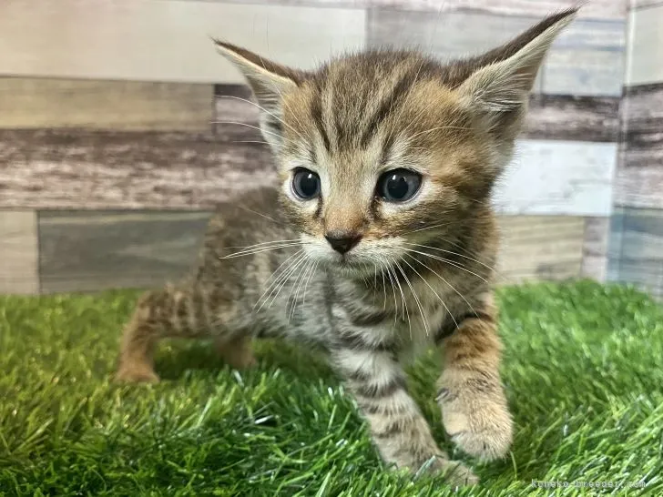 ID：2106-01817の子猫