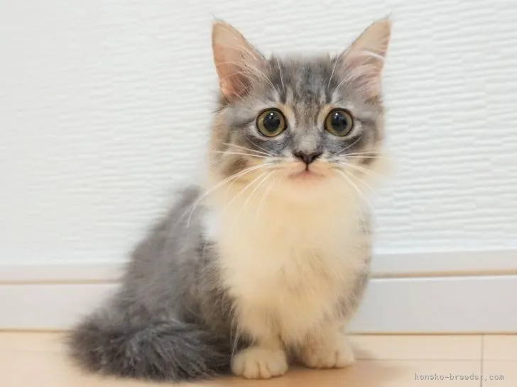ID：2206-00715の子猫